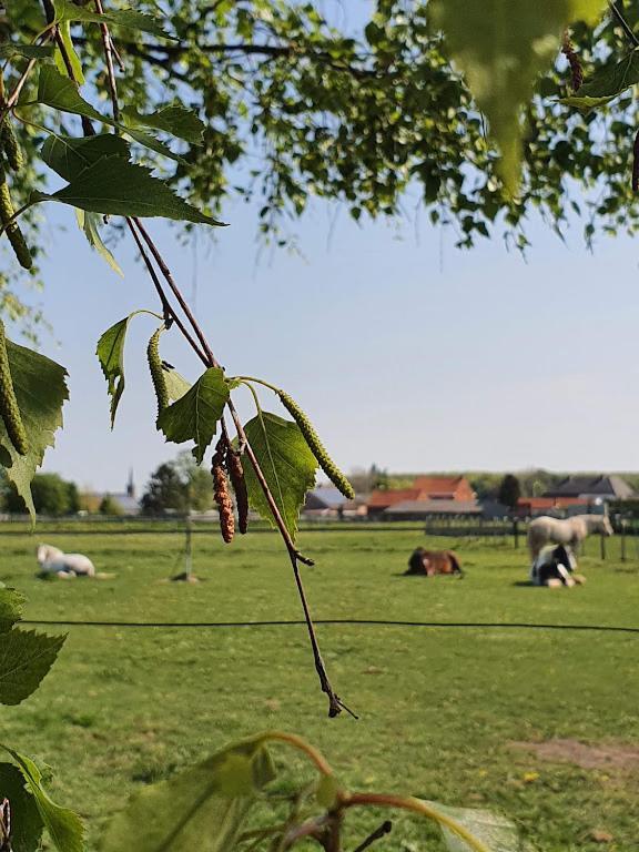 Houten Huisje Tussen Paarden Villa Nieuwerkerken Exterior foto